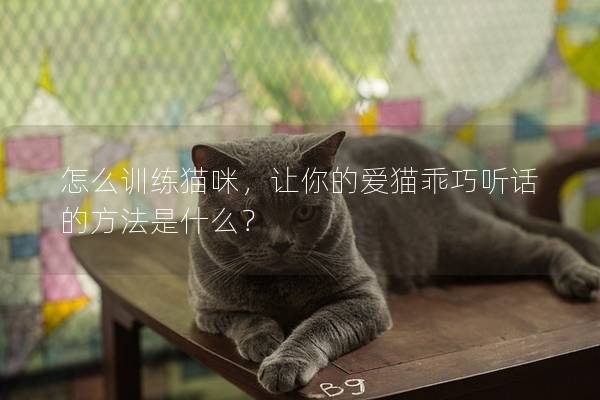 怎么训练猫咪，让你的爱猫乖巧听话的方法是什么？