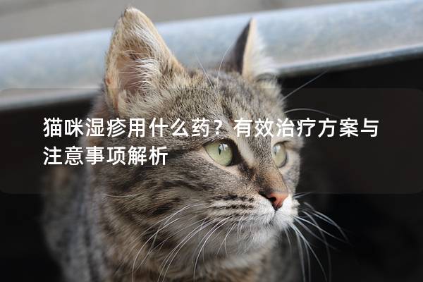 猫咪湿疹用什么药？有效治疗方案与注意事项解析