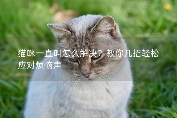 猫咪一直叫怎么解决？教你几招轻松应对烦恼声