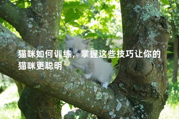 猫咪如何训练，掌握这些技巧让你的猫咪更聪明