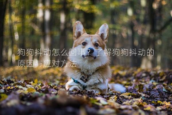 狗狗抖动怎么回事？了解狗狗抖动的原因与应对方法