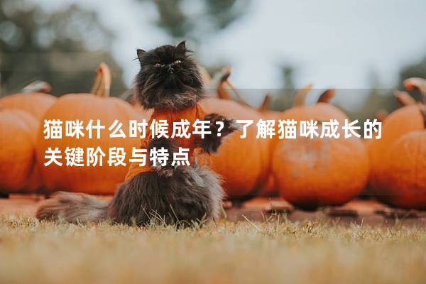 猫咪什么时候成年？了解猫咪成长的关键阶段与特点