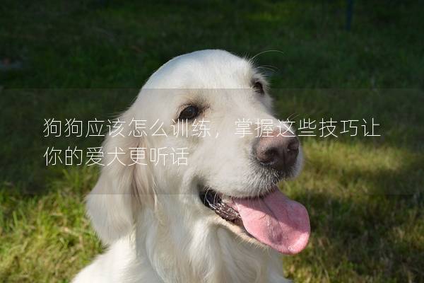 狗狗应该怎么训练，掌握这些技巧让你的爱犬更听话