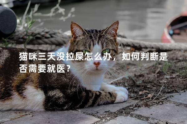 猫咪三天没拉屎怎么办，如何判断是否需要就医？