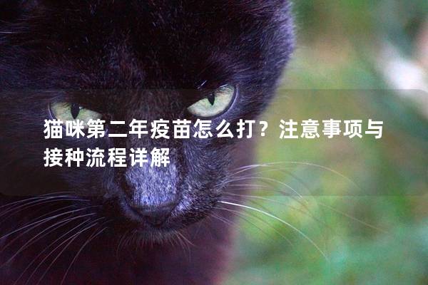 猫咪第二年疫苗怎么打？注意事项与接种流程详解