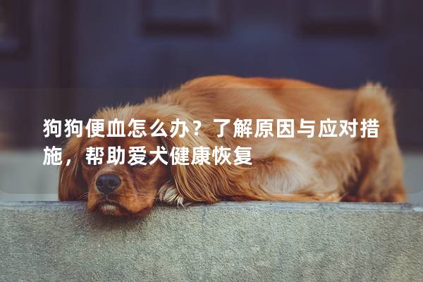 狗狗便血怎么办？了解原因与应对措施，帮助爱犬健康恢复