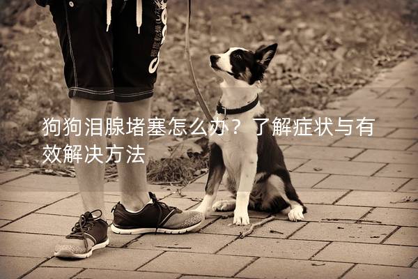 狗狗泪腺堵塞怎么办？了解症状与有效解决方法