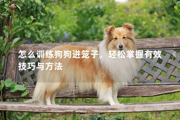 怎么训练狗狗进笼子，轻松掌握有效技巧与方法