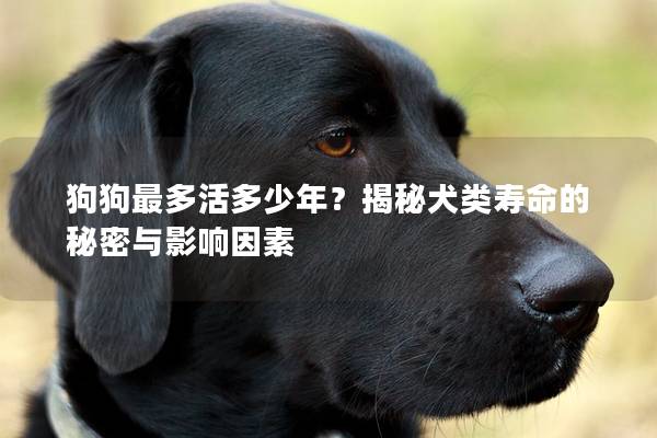 狗狗最多活多少年？揭秘犬类寿命的秘密与影响因素