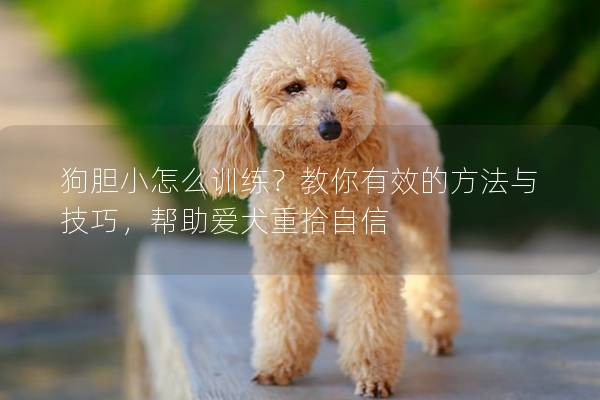 狗胆小怎么训练？教你有效的方法与技巧，帮助爱犬重拾自信