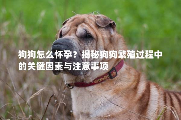 狗狗怎么怀孕？揭秘狗狗繁殖过程中的关键因素与注意事项