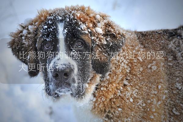 比熊狗狗的训练方法，如何让你的爱犬更听话？