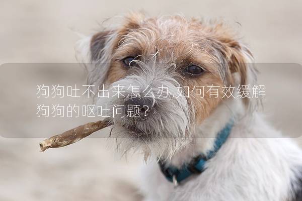 狗狗吐不出来怎么办,如何有效缓解狗狗的呕吐问题？