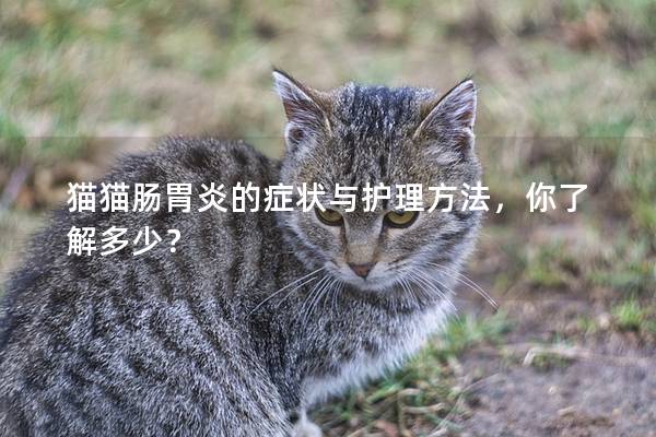 猫猫肠胃炎的症状与护理方法，你了解多少？