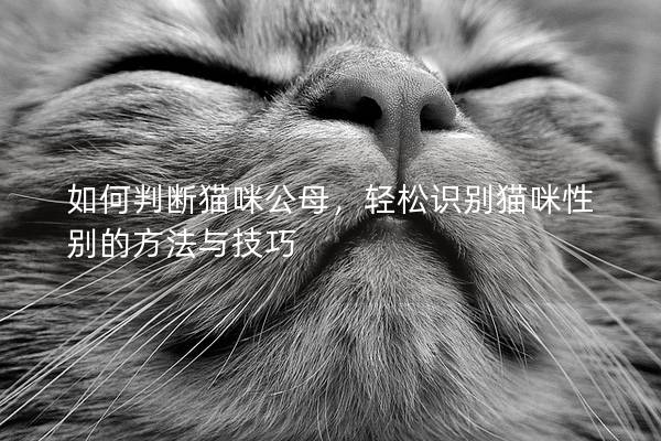 如何判断猫咪公母，轻松识别猫咪性别的方法与技巧