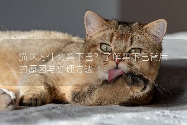 猫咪为什么黑下巴？了解黑下巴背后的原因与护理方法