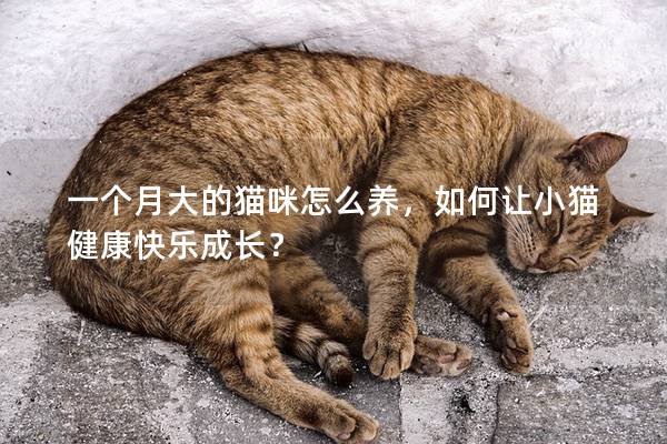 一个月大的猫咪怎么养，如何让小猫健康快乐成长？