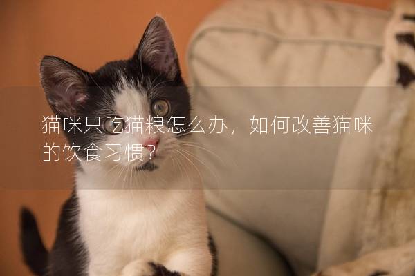 猫咪只吃猫粮怎么办，如何改善猫咪的饮食习惯？