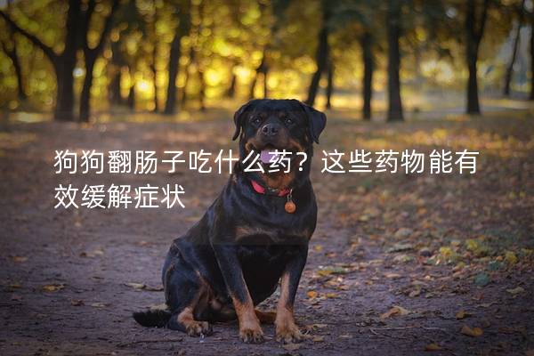 狗狗翻肠子吃什么药？这些药物能有效缓解症状