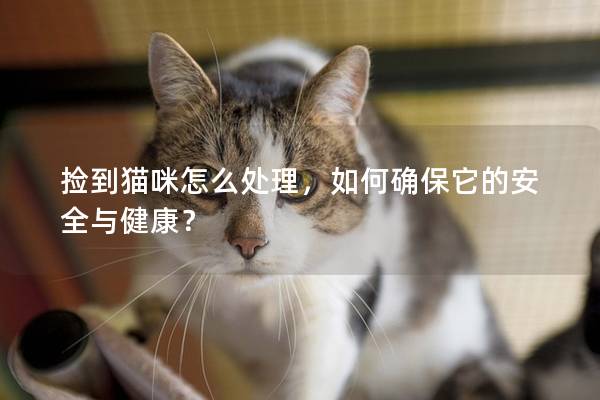 捡到猫咪怎么处理，如何确保它的安全与健康？