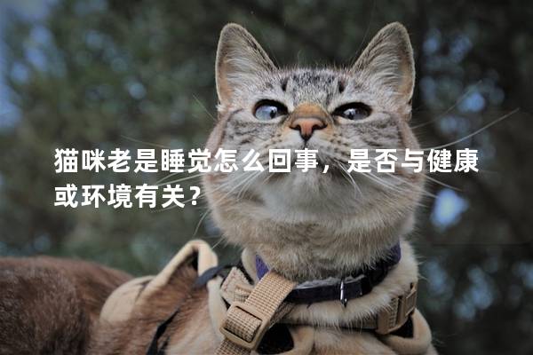 猫咪老是睡觉怎么回事，是否与健康或环境有关？