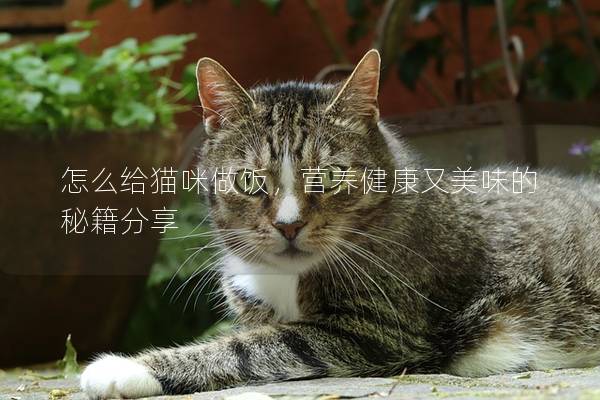 怎么给猫咪做饭，营养健康又美味的秘籍分享