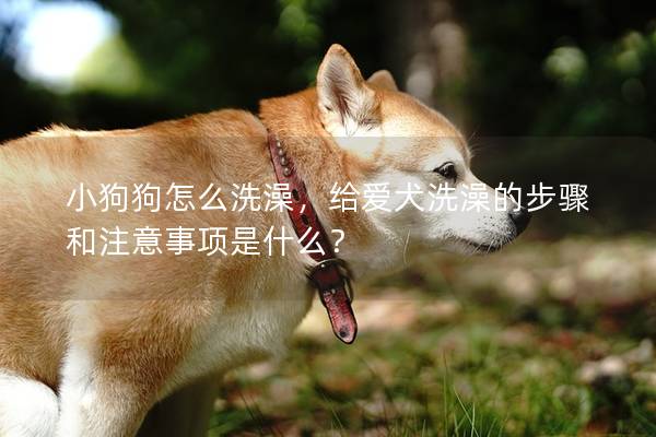 小狗狗怎么洗澡，给爱犬洗澡的步骤和注意事项是什么？