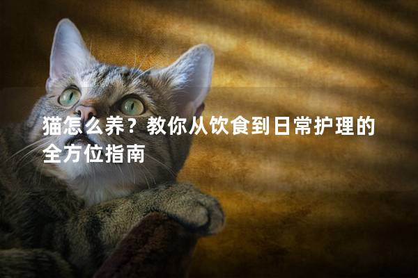 猫怎么养？教你从饮食到日常护理的全方位指南