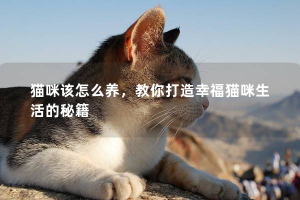 猫咪该怎么养，教你打造幸福猫咪生活的秘籍