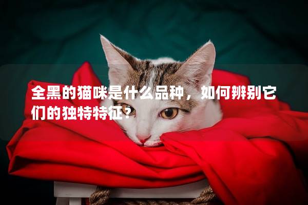 全黑的猫咪是什么品种，如何辨别它们的独特特征？