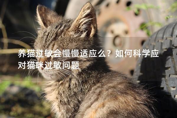 养猫过敏会慢慢适应么？如何科学应对猫咪过敏问题