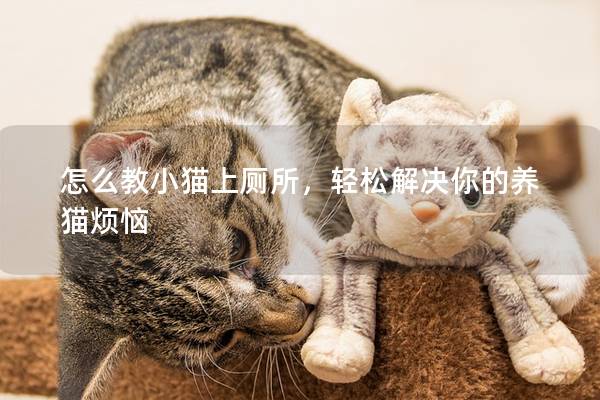 怎么教小猫上厕所，轻松解决你的养猫烦恼