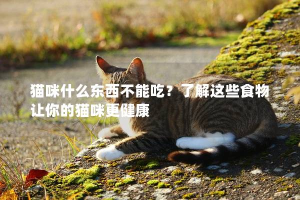 猫咪什么东西不能吃？了解这些食物让你的猫咪更健康