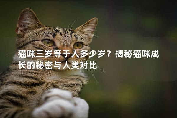 猫咪三岁等于人多少岁？揭秘猫咪成长的秘密与人类对比