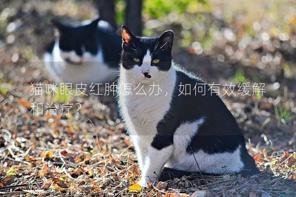 猫咪眼皮红肿怎么办，如何有效缓解和治疗？