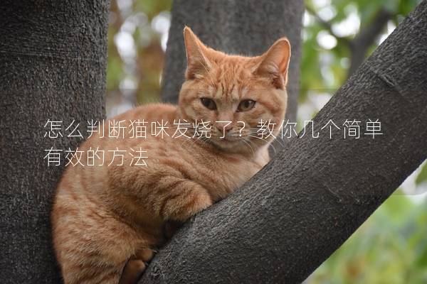 怎么判断猫咪发烧了？教你几个简单有效的方法