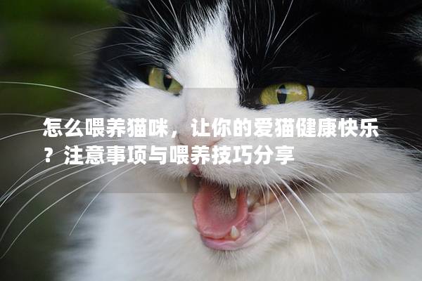 怎么喂养猫咪，让你的爱猫健康快乐？注意事项与喂养技巧分享