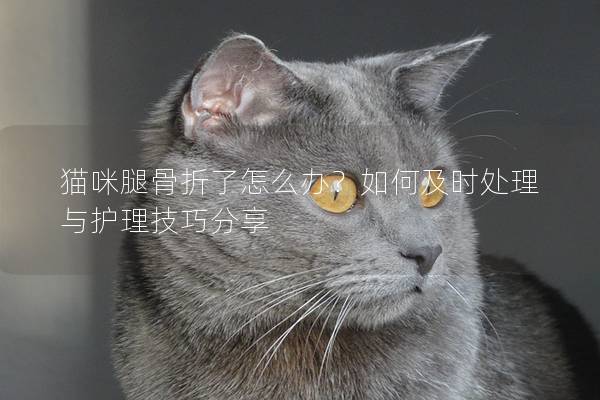 猫咪腿骨折了怎么办？如何及时处理与护理技巧分享