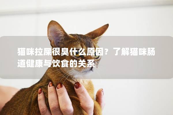 猫咪拉屎很臭什么原因？了解猫咪肠道健康与饮食的关系