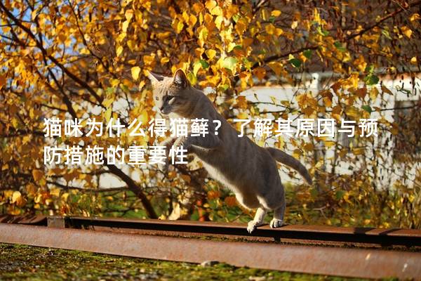 猫咪为什么得猫藓？了解其原因与预防措施的重要性