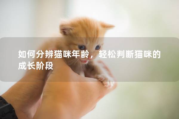 如何分辨猫咪年龄，轻松判断猫咪的成长阶段