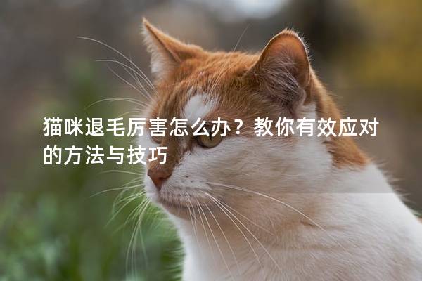 猫咪退毛厉害怎么办？教你有效应对的方法与技巧