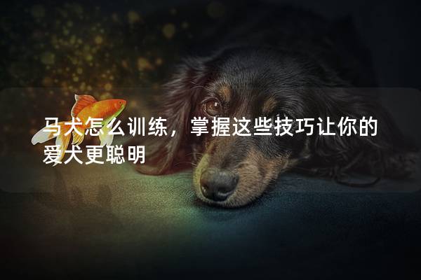 马犬怎么训练，掌握这些技巧让你的爱犬更聪明