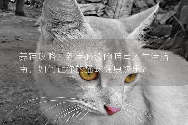 养猫攻略：新手必读的喵星人生活指南，如何让你的猫咪健康快乐？