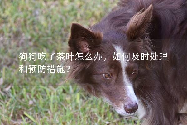 狗狗吃了茶叶怎么办，如何及时处理和预防措施？