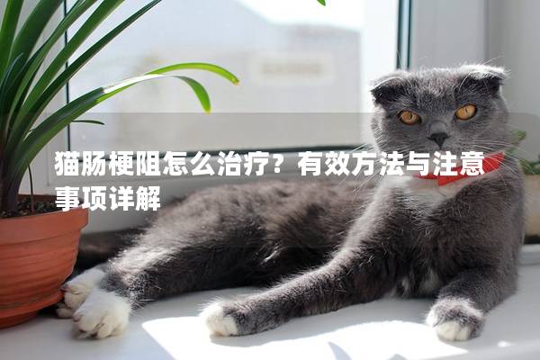 猫肠梗阻怎么治疗？有效方法与注意事项详解