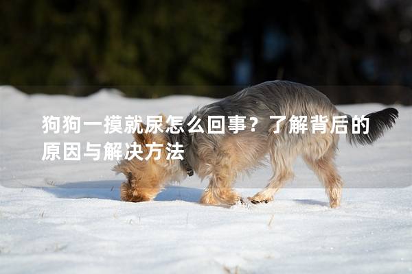 狗狗一摸就尿怎么回事？了解背后的原因与解决方法