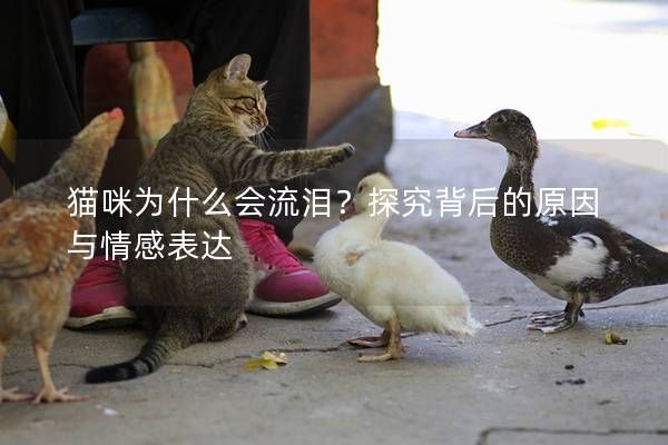 猫咪为什么会流泪？探究背后的原因与情感表达