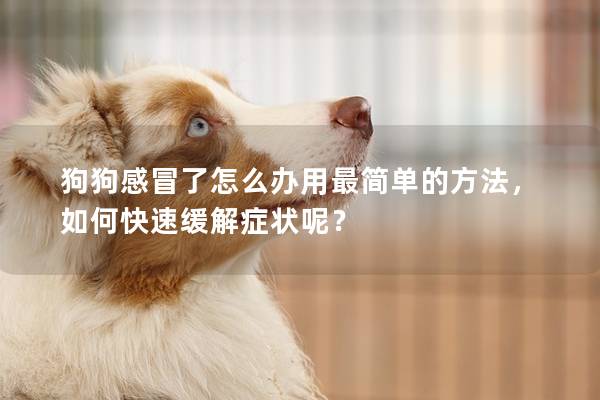 狗狗感冒了怎么办用最简单的方法，如何快速缓解症状呢？