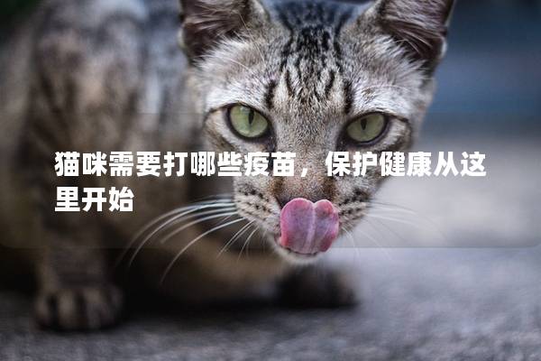 猫咪需要打哪些疫苗，保护健康从这里开始